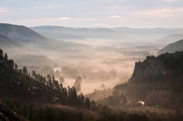 pine forest - valley shrouded in fog in the rays of dawn - Φωτογραφία, εικόνα