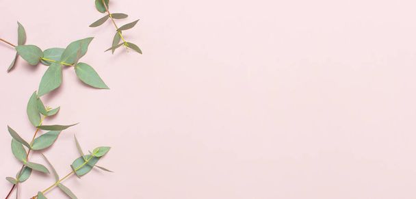 Eucalyptus twigs on pastel pink background. Flat lay, top view, copy space. Floral background, flowers composition, green Eucalyptus leaves, mock up. - Photo, image