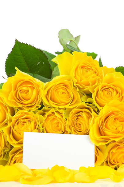 Yellow rose isolated on white background - Foto, Imagen