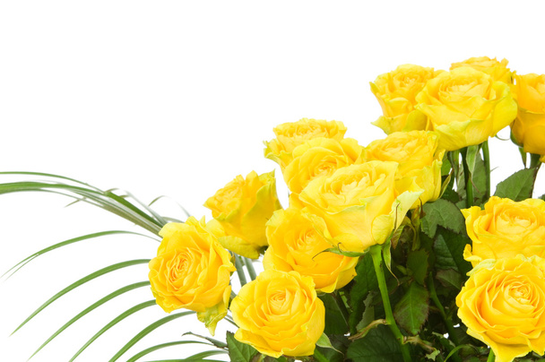 Yellow rose isolated on white background - 写真・画像