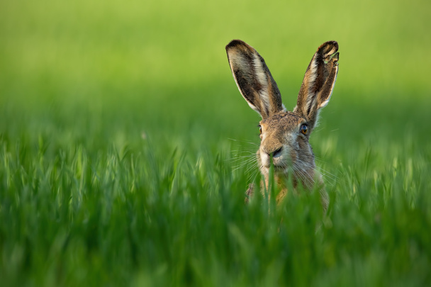 Wild European Hare, Lepus Europaeus, Close-Up On Green Background. - Photo, Image