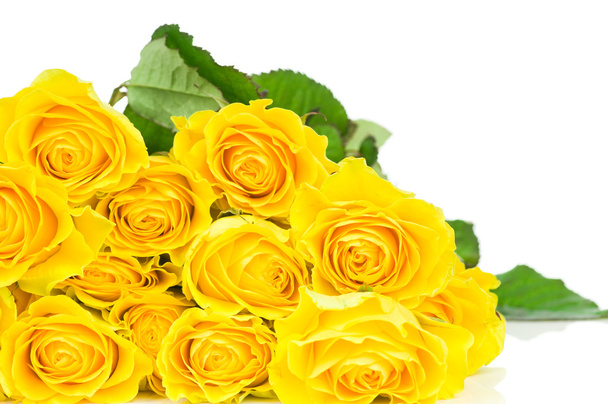 Yellow rose isolated on white background - Foto, Imagen