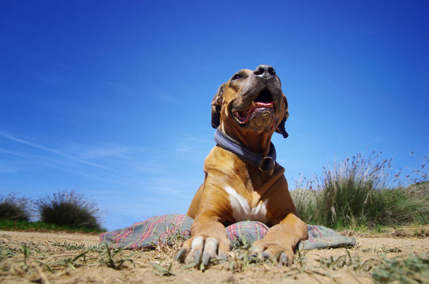Yawning ridgeback dog and blue sky in the background. Funny dog portrait. - Photo, Image