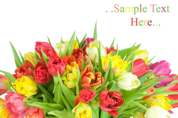 Tulips isolated on white background - Фото, изображение