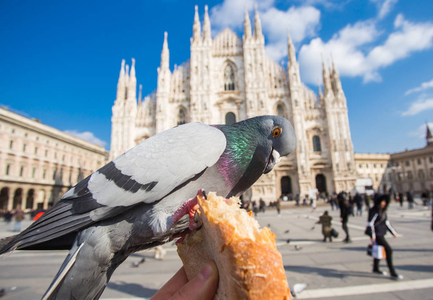 Utazás, Olaszországban és madarak koncepció - vicces galambok eszik kézzel előtt a Dóm, Milánó - Fotó, kép