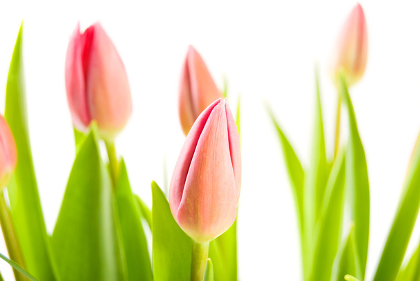 Tulips isolated on white background - Foto, imagen