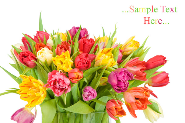 Tulips isolated on white background - Foto, immagini