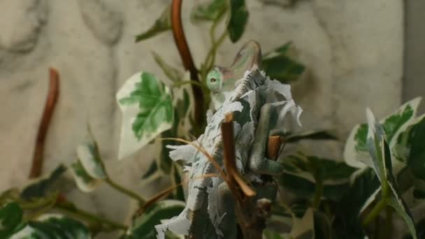 The young green chameleon is changing his skin - Footage, Video