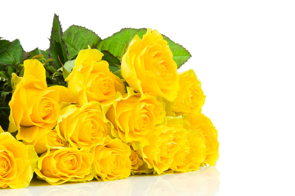 Yellow rose isolated on white background - Фото, изображение