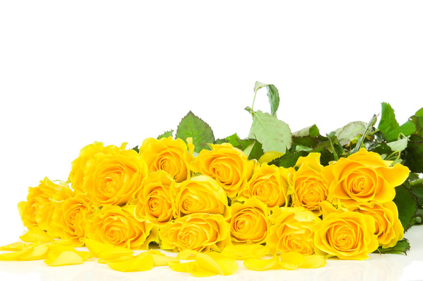Yellow rose isolated on white background - Фото, изображение