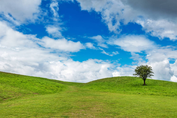 Одинокое дерево на вершине зеленого холма в облачный день
 - Фото, изображение