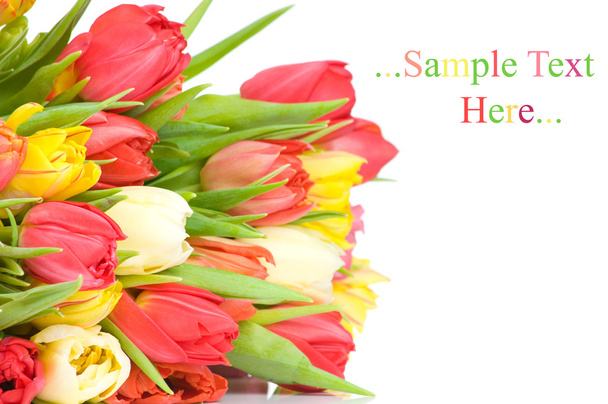 tulipany izolowane na białym tle - Zdjęcie, obraz