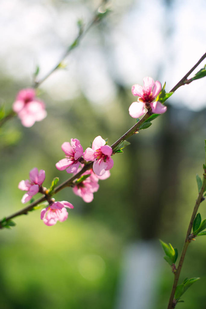 緑の自然な背景の美しいピンク桜のクローズ アップ撮影 ロイヤリティフリー写真 画像素材