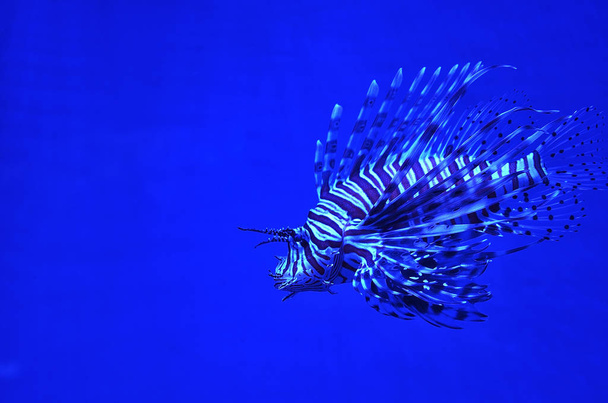 Львиная рыба под водой
 - Фото, изображение