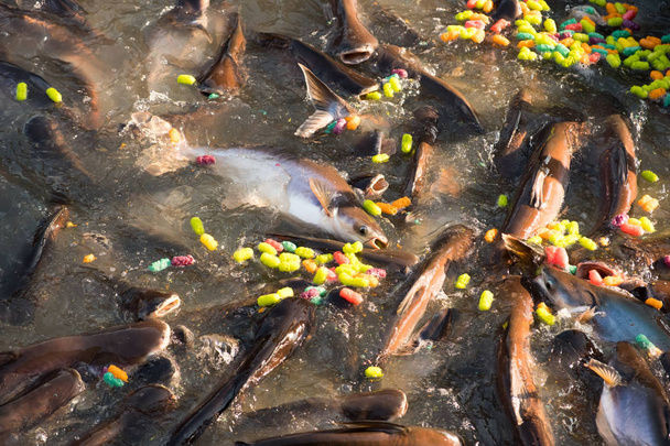 діти годування корм для риб у суботній буддійського храму. у - Фото, зображення