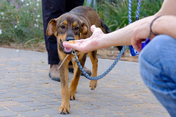 adulto marrón perro comer alimentos de un hombre de la mano
 - Foto, imagen