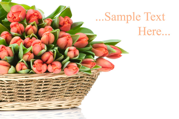 Tulips in the basket isolated on white background - Fotoğraf, Görsel