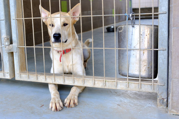 köpek yetişkin köpek köpek köpek kulübesi bir kafeste oturan üzgün - Fotoğraf, Görsel