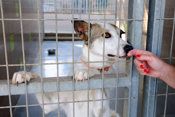 köpek yetişkin köpek köpek köpek kulübesi bir kafeste oturan üzgün - Fotoğraf, Görsel