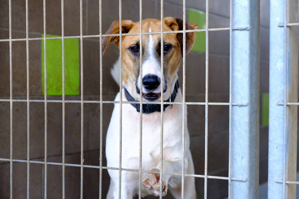 cane adulto mongrel triste seduto in una gabbia in un cane canile
 - Foto, immagini