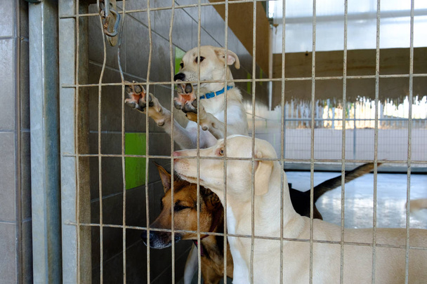cane adulto mongrel triste seduto in una gabbia in un cane canile
 - Foto, immagini