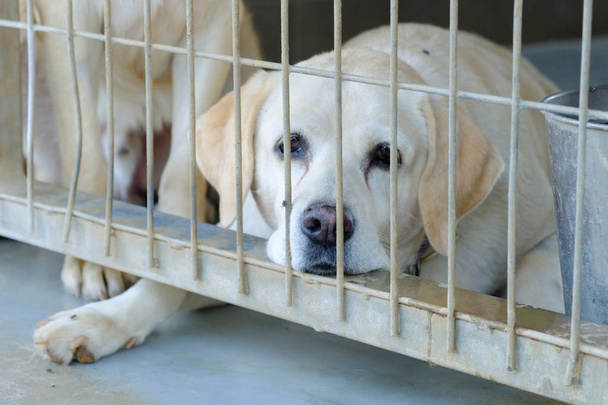 perro adulto mestizo triste sentado en una jaula en una perrera
 - Foto, Imagen