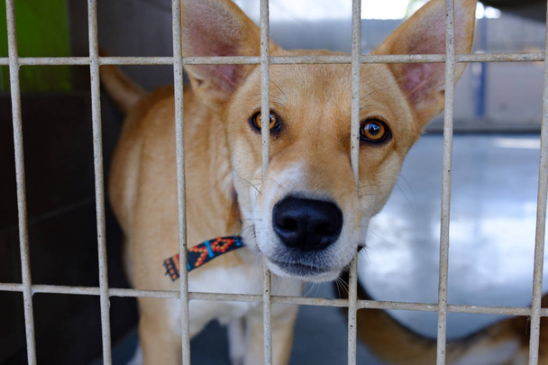 dog adult mongrel sad sitting in a cage in a dog kennel - Photo, Image