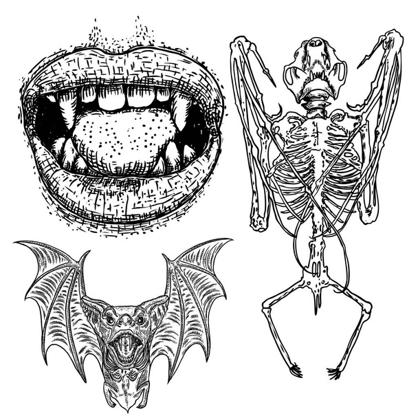 Bat and bat skeleton set drawing. Human lips with fangs. - Vector, imagen