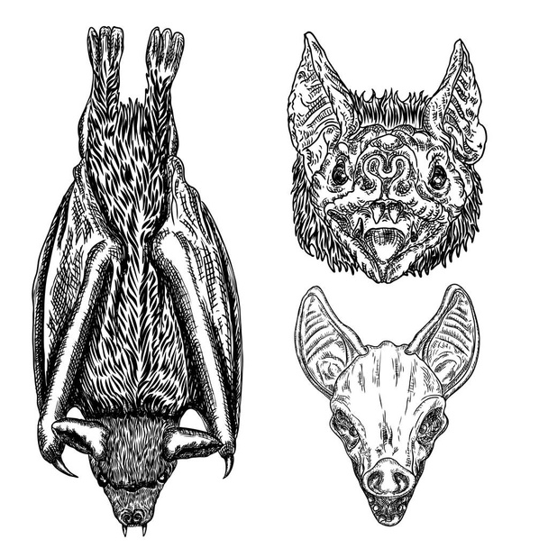 Bat drawing upside down. Gothic illustration of monsters  - Vector, Image