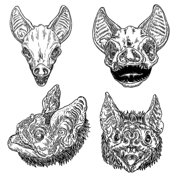 Set of bat heads or faces,  witchcraft magic, occult attributes  - Vector, imagen