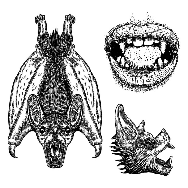 Set of bats. Bat with wings, head or face, human vampire mouth,  - Vector, imagen