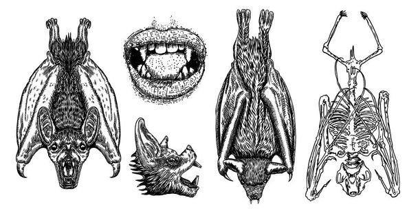 Bat drawing upside down. Gothic illustration of monsters  - Vector, imagen