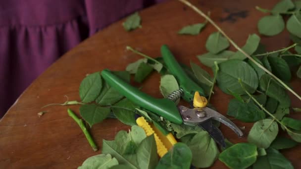 Feminine hands cut flower stalk using secateurs - Filmati, video