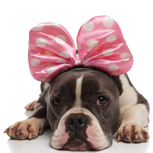 Cadılar Bayramı dinlenme için şerit kafa bandı giyen sevimli Amerikan bulldog - Fotoğraf, Görsel