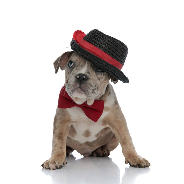 American bully puppy wearing hat and bowtie sitting - Foto, Imagen