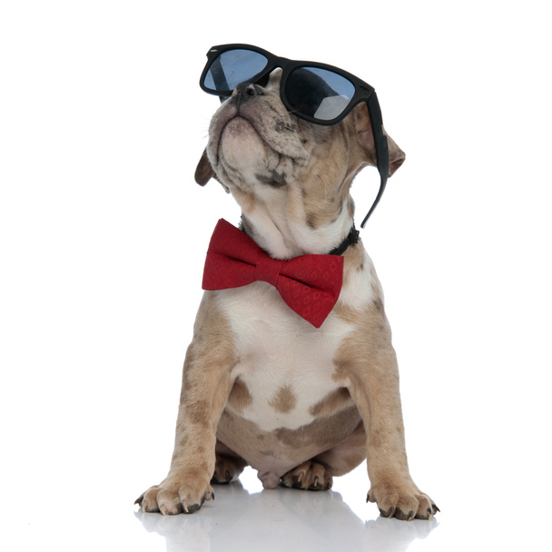 American bully pup dragen bowtie en zonnebril zitten - Foto, afbeelding