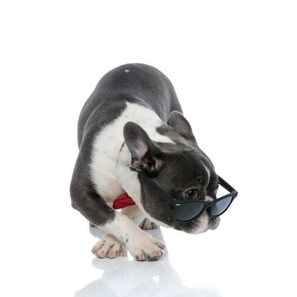 Französische Bulldogge mit roter Fliege und schwarzer Sonnenbrille schaut weg - Foto, Bild
