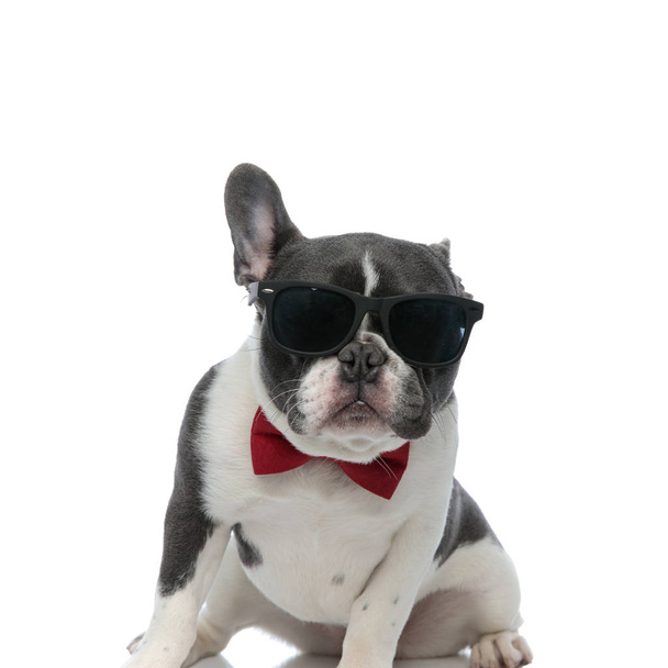 french bulldog with red bowtie and black sunglasses sitting - Фото, изображение