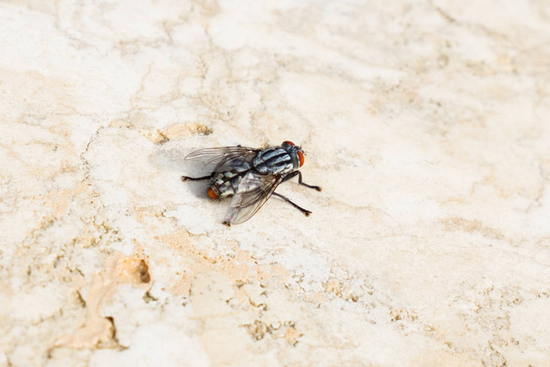 μεγάλη μύγα σε μια πέτρινη πλάκα - Φωτογραφία, εικόνα