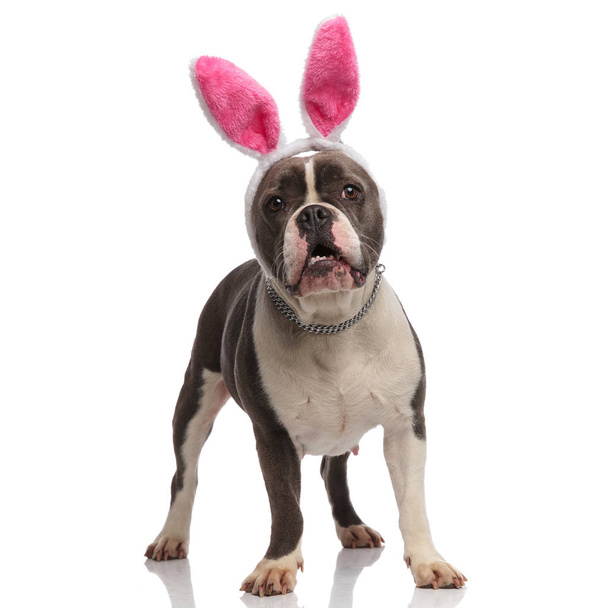 scared american bully dressed as easter bunny looks to side - Photo, Image