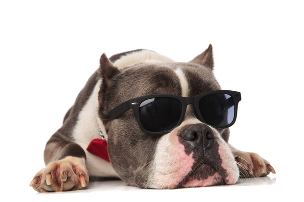 neugierige amerikanische Rüpel mit Sonnenbrille entspannt und sieht zu s - Foto, Bild