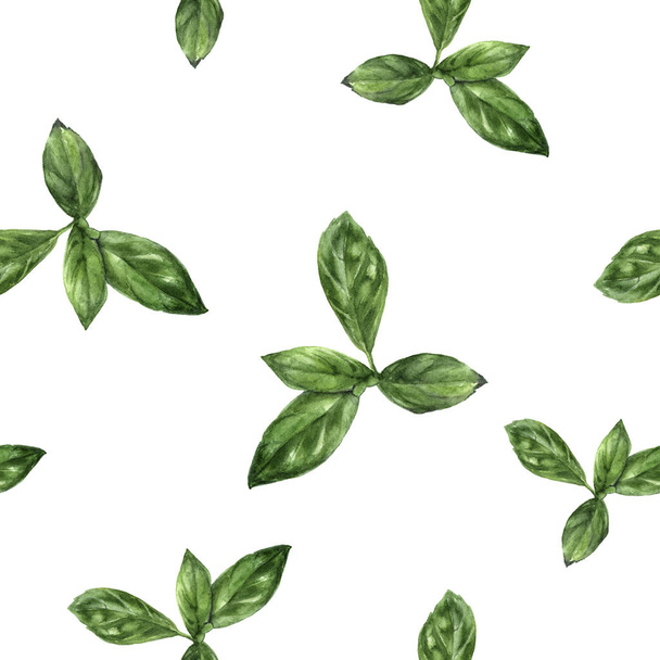 Watercolor hand drawn basil herb isolated seamless pattern. - Photo, Image