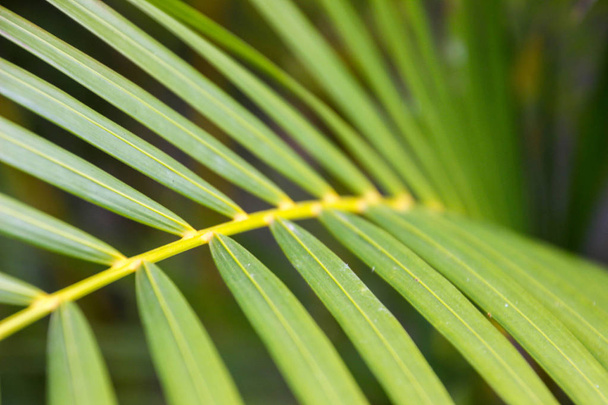 Tropical palm leaves background. - Foto, Imagem
