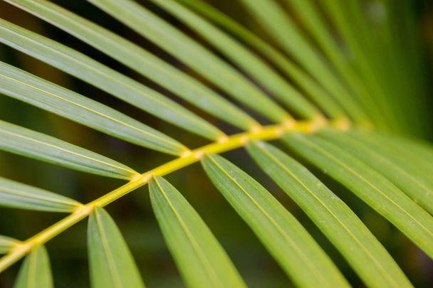 Tropical palm leaves background. - Foto, Bild