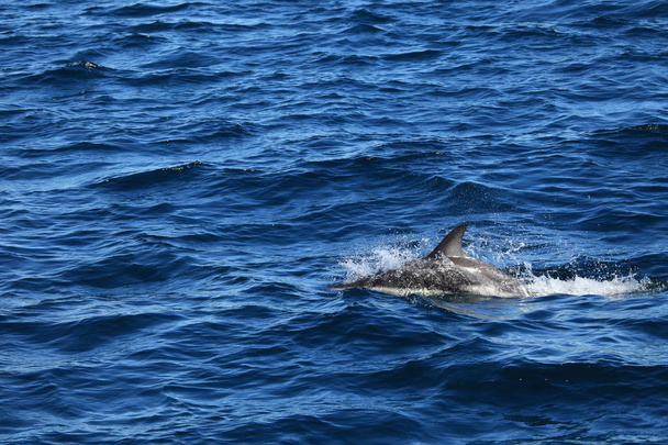 Dolphins of Puerto Madryn in Argentina - Photo, Image