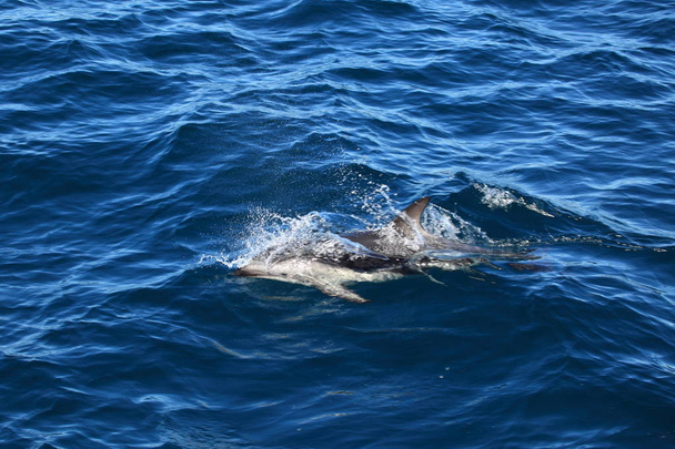 Dolfijnen van Puerto Madryn in Argentinië - Foto, afbeelding
