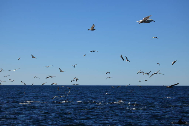 Sirályok a Puerto Madryn, Argentína - Fotó, kép