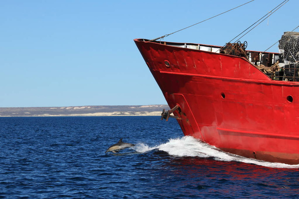 Dauphins de Puerto Madryn en Argentine
 - Photo, image