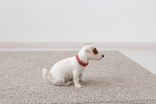 pets, animals and domestic concept - little russell puppy sitting on a carpet in living room - Foto, imagen