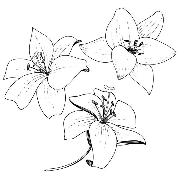 Διάνυσμα floral βοτανικό λουλούδι κρίνων. Μαύρο και άσπρο χαραγμένο μελάνι τέχνης. Απομονωμένη κρίνοι εικονογράφηση στοιχείο. - Διάνυσμα, εικόνα